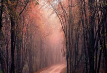 约基奇26+13掘金负森林狼 雷霆胜开拓者5连胜.